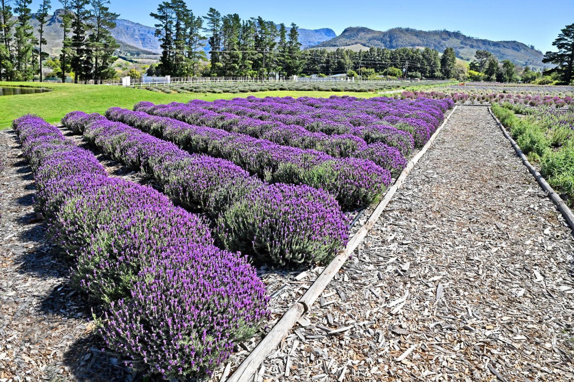 Lavender Farm Boutique Guest House Franschhoek Bagian luar foto
