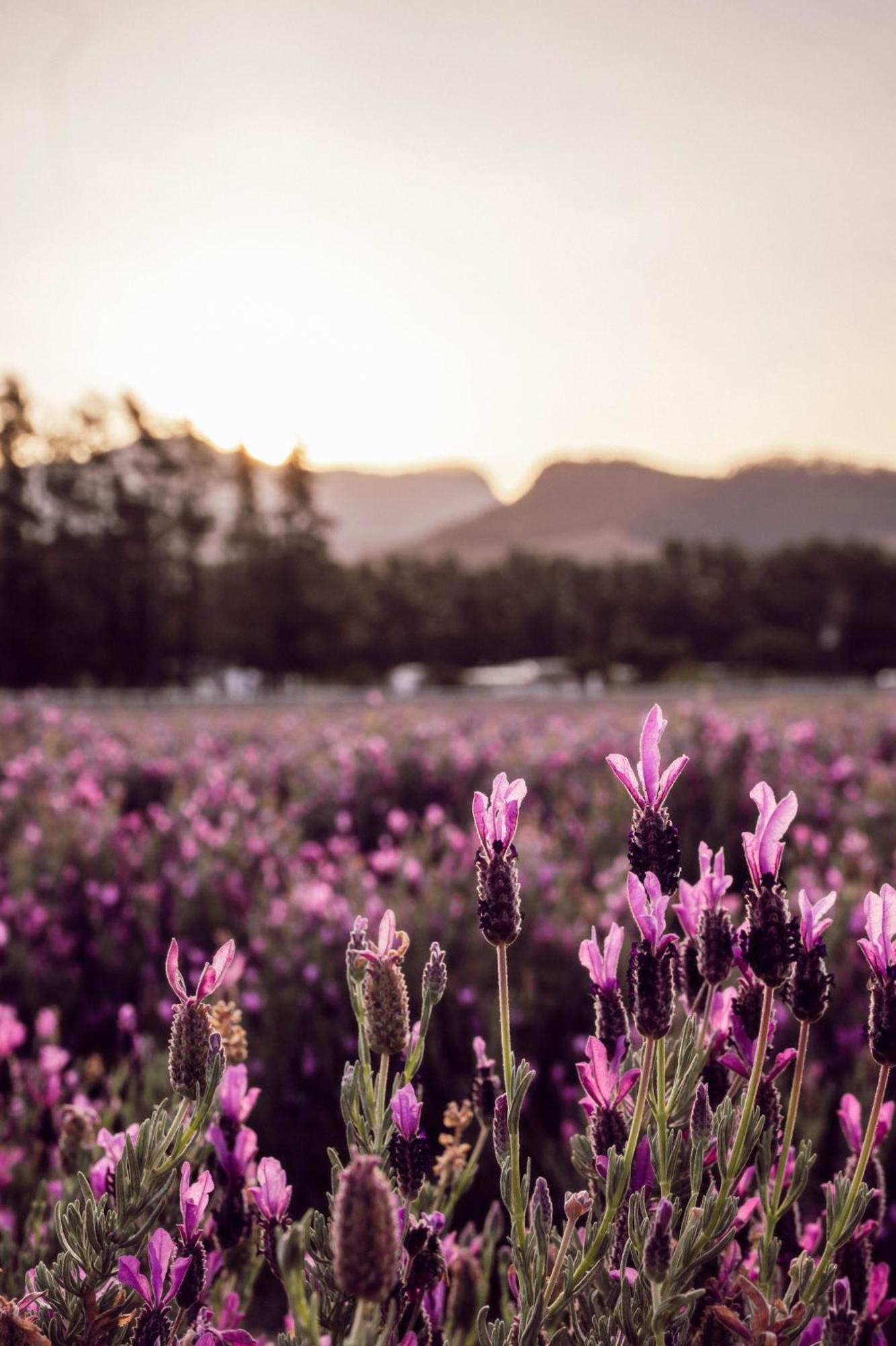 Lavender Farm Boutique Guest House Franschhoek Bagian luar foto