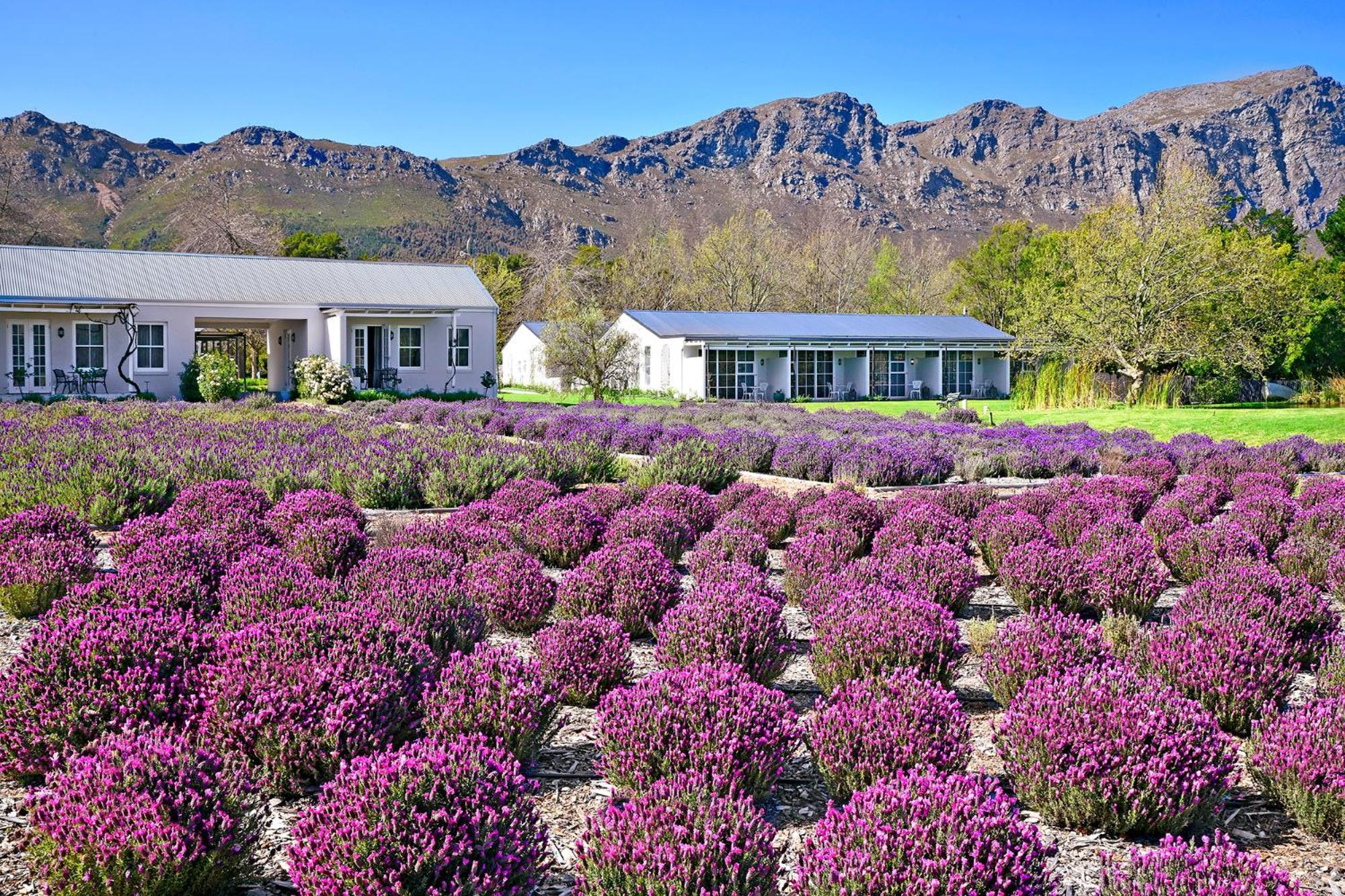 Lavender Farm Boutique Guest House Franschhoek Bagian luar foto