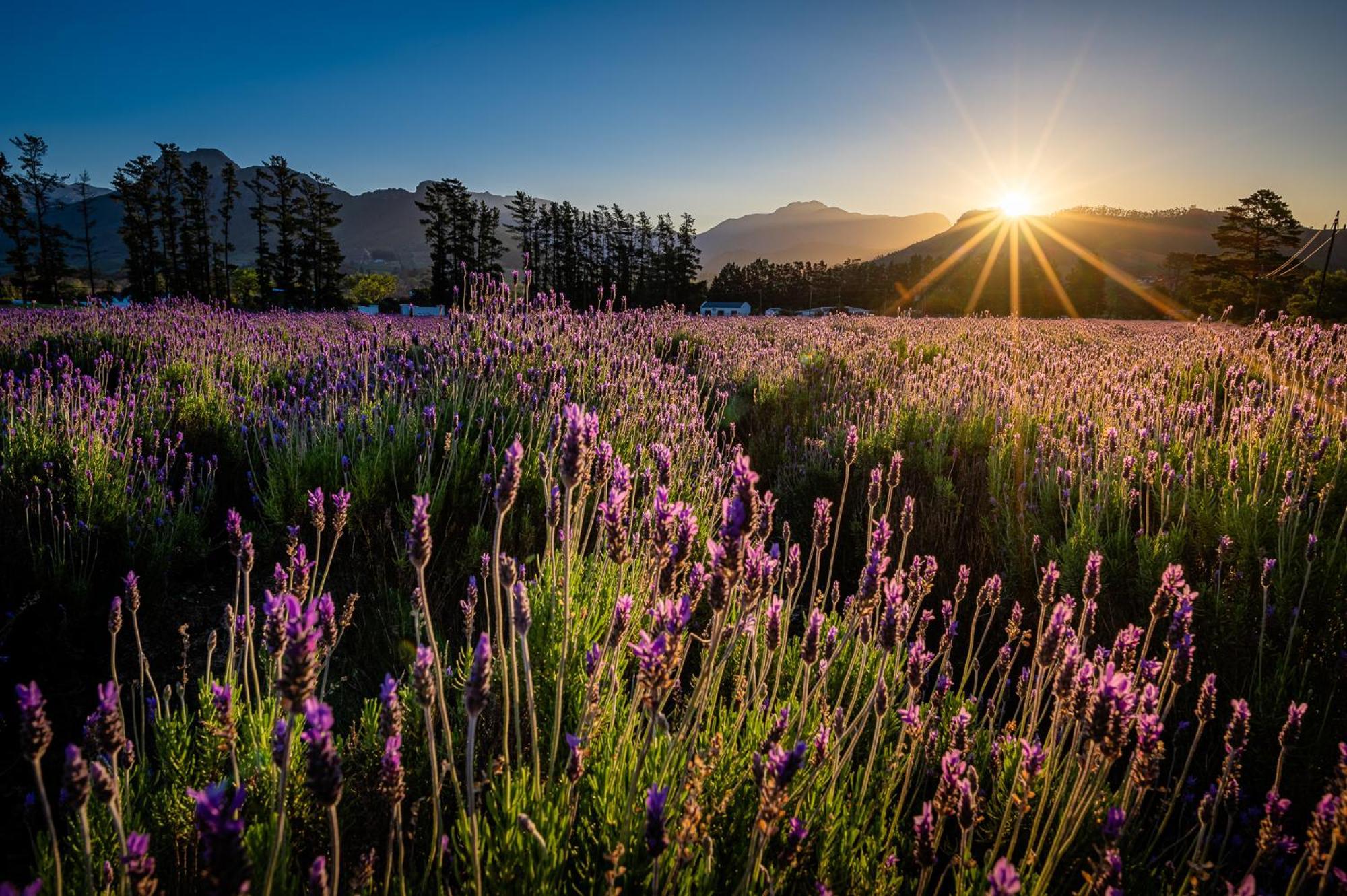 Lavender Farm Boutique Guest House Franschhoek Bagian luar foto