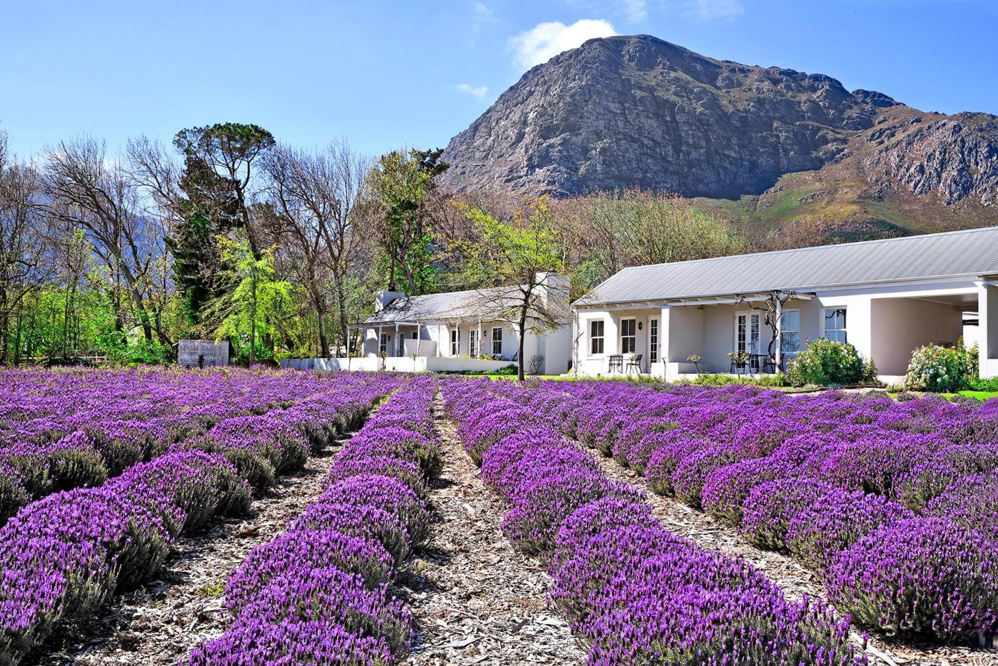 Lavender Farm Boutique Guest House Franschhoek Bagian luar foto