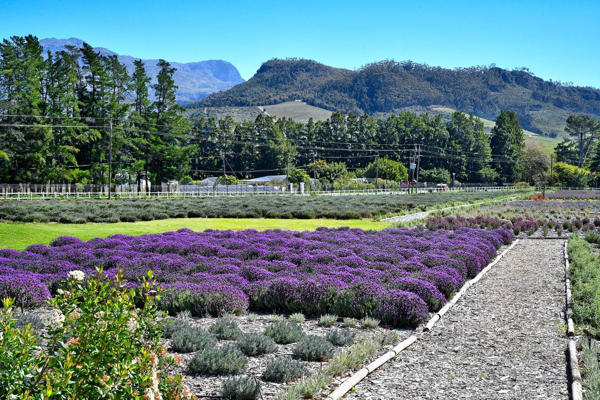 Lavender Farm Boutique Guest House Franschhoek Bagian luar foto