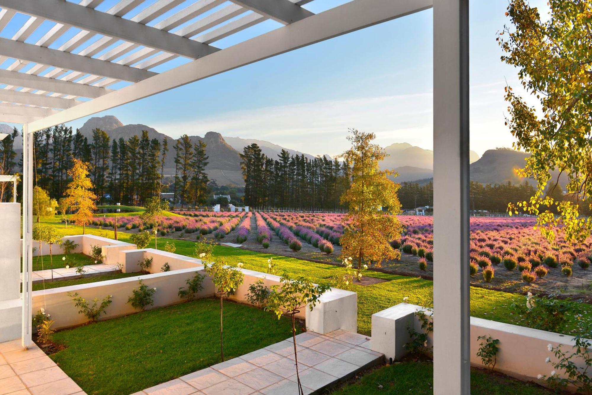 Lavender Farm Boutique Guest House Franschhoek Bagian luar foto
